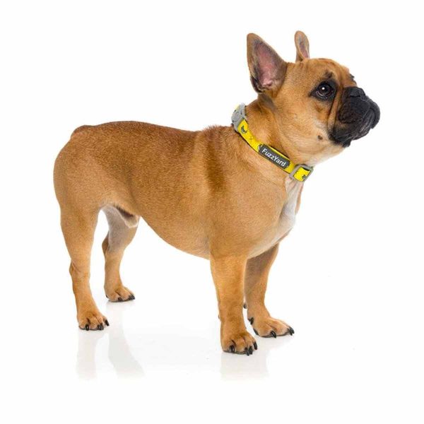 Fuzzyard Collar Perro Monkey Mania