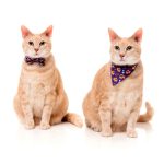 Fuzzyard Collares Cat Pack Caturday Night Fever